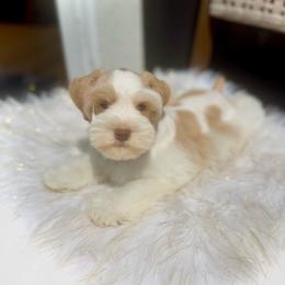 Titan - Wheaten male Miniature Schnauzer puppy in Overton, Texas from Beards & Bows Schnauzer Farm