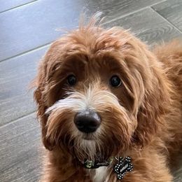 Harlee - Bernedoodle