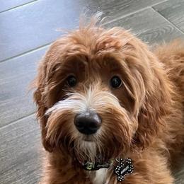 Harlee - Bernedoodle