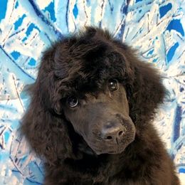 Poodle Puppies from Tri Star Standard Poodles