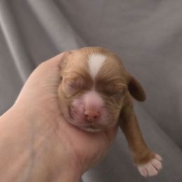 Daisy - Buff female Cocker Spaniel puppy in Winston Salem, North Carolina from Cocker Cottage
