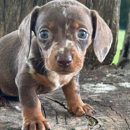 Cheyenne - Dapple female Dachshund puppy in Industry, Illinois from KDKs Kennels