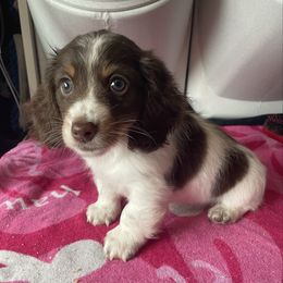 Eddie - Chocolate and tan male Dachshund puppy in Centralia, Washington from Daweshunds