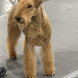 Lakeland Terrier All Grown Up from Teraz