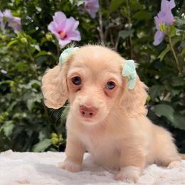 Light Roast - Cream female Dachshund puppy in Coldwater, Mississippi from Under the Stars Minis
