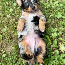 Francis - Dapple male Dachshund puppy in Three Rivers, Michigan from Michiana Dachshunds