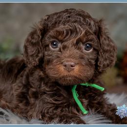 Mike - Brown and tan male Cockapoo puppy in Connersville, Indiana from Deaz Doodle Ranch