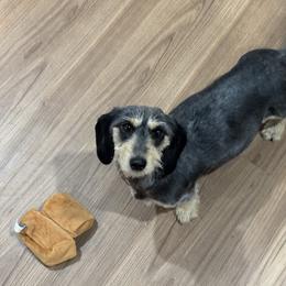 Honey Lou - Black and cream female Dachshund puppy in Eastland, Texas from Mavericks Mini Dachshunds