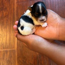 Light green girl - Black tan and white female Biewer Terrier puppy in Fruitport, Michigan from Nest of Wellbeing’s Biewers