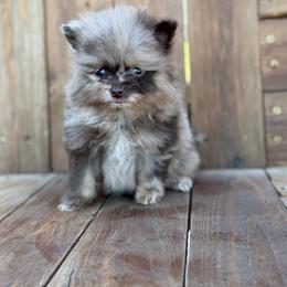 Honey - Chocolate merle female Pomeranian puppy in Kennedale, Texas from Puppiesnat