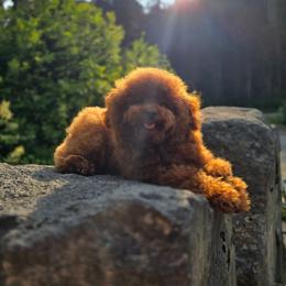 Rio - Poodle