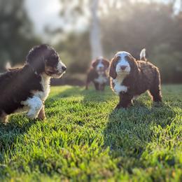 Bernedoodle Puppies from Central Valley K9