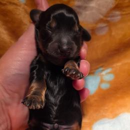 Black and tan 2 - Black and tan male Dachshund puppy in West Plains, Missouri from Spring Creek Dachshunds