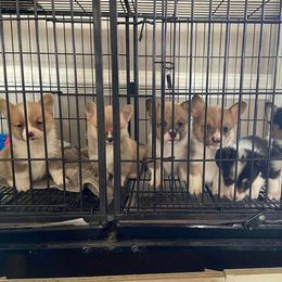 Pembroke Welsh Corgi Puppies from Red Elephant Farms