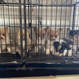 Pembroke Welsh Corgi Puppies from Red Elephant Farms