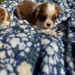 Maxwell - Blenheim male Cavalier King Charles Spaniel puppy in Rockville, Maryland from Skais the Limit