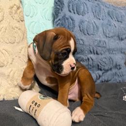 Green collar - Fawn male Boxer puppy in Center Hill, Florida from Rogers Farm’s Beloved Boxers