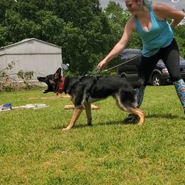 German Shepherd All Grown Up from Rust N Dust Kennels