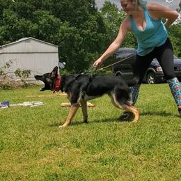 German Shepherd All Grown Up from Rust N Dust Kennels