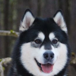 Alaskan Malamutes from Pawsitive Futures