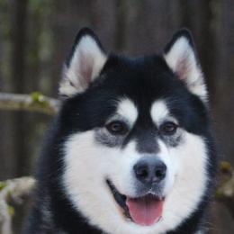 Alaskan Malamutes from Pawsitive Futures
