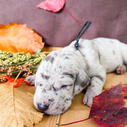 Iceman - Merle male Great Dane puppy in Climax, Michigan from Beaver Creek Danes