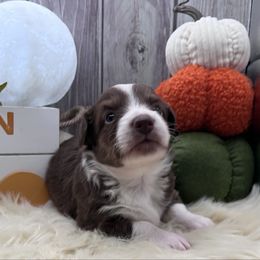 Riley - Liver and white male Cardigan Welsh Corgi puppy in Crystal River, Florida from Coopers Korner