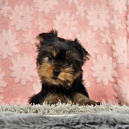 PUP 4 - Black and tan female Yorkshire Terrier puppy in Polk City, Florida from Yorkies by Casey