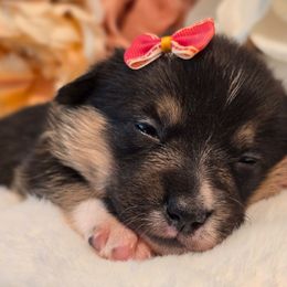 Rosie - Black and tan female Pembroke Welsh Corgi puppy in Austin, Texas from Cutest Corgi's of Austin
