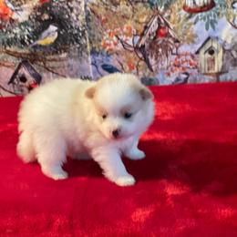 Sage 1550 - Cream parti female Pomeranian puppy in Douglas, Georgia from Heartland small breeds