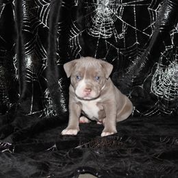 American Pit Bull Terrier Puppies from Mika Tica Kennels