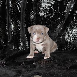 American Pit Bull Terrier Puppies from Mika Tica Kennels