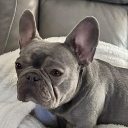 French Bulldogs from Franklin Heights Frenchies