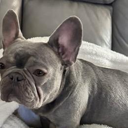 French Bulldogs from Franklin Heights Frenchies