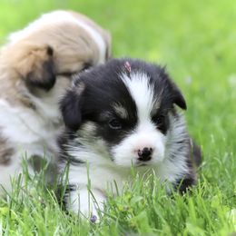 Pembroke Welsh Corgi Puppies from Cosmere Corgis