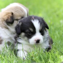 Pembroke Welsh Corgi Puppies from Cosmere Corgis