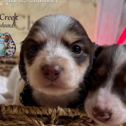 McCheddar - Piebald male Dachshund puppy in Fayetteville, West Virginia from Loop Creek Dachshunds