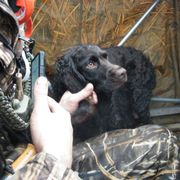 Boykin Spaniels and Labrador Retrievers from Copper Creek Outfitters and Kennel