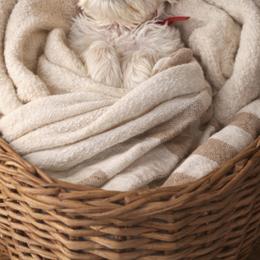 Red Collar Female - White female Miniature Schnauzer puppy in Sacramento, California from Hardcastle Family Schnauzer’s