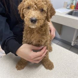 Goldendoodle Puppies from Doodley Doodles