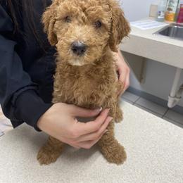 Goldendoodle Puppies from Doodley Doodles
