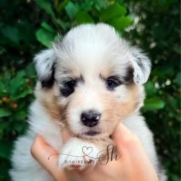 Sierra - Blue merle white and tan female Shetland Sheepdog puppy in Windsor, Colorado from Shirehill Shelties