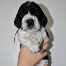 Balto - Black and white male English Springer Spaniel puppy in Chapmansboro, Tennessee from Balthrop Bend Farms
