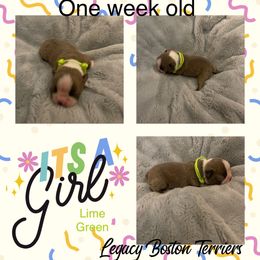 Boston Terrier Puppies from Legacy Boston Terriers