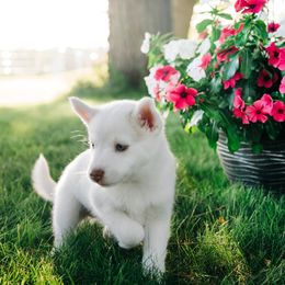 Pomsky Puppies from L&LPomskyPuppies