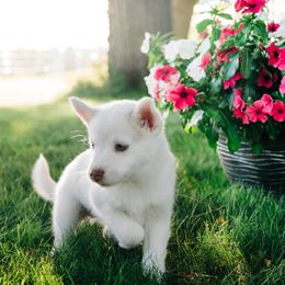 Pomsky Puppies from L&LPomskyPuppies