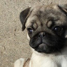 Pugs from Checagou Pugs