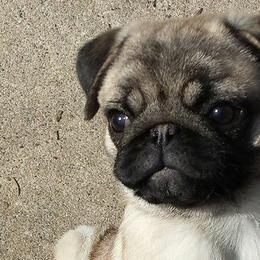 Pugs from Checagou Pugs