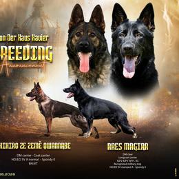 White collar - Sable male German Shepherd puppy in Ann Arbor, Michigan from Von Der Havier German Shepherds