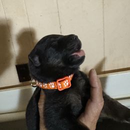Orange collar male - Black and tan male German Shepherd puppy in Centralia, Illinois from Janices AKC German Sheperds LLC